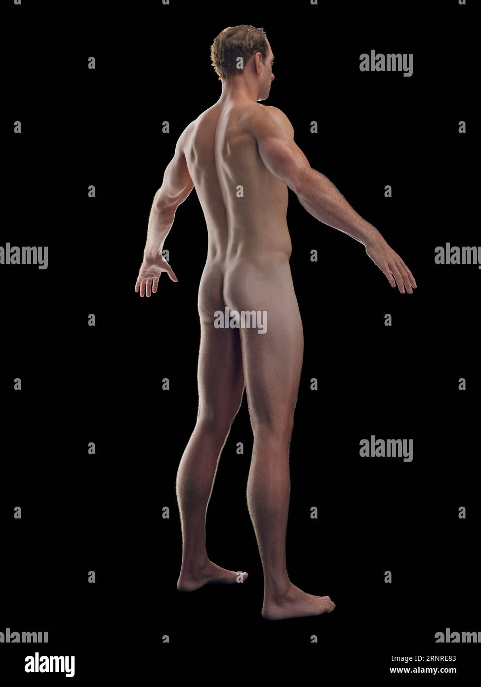 Sistema integumentary maschile, illustrazione Foto Stock