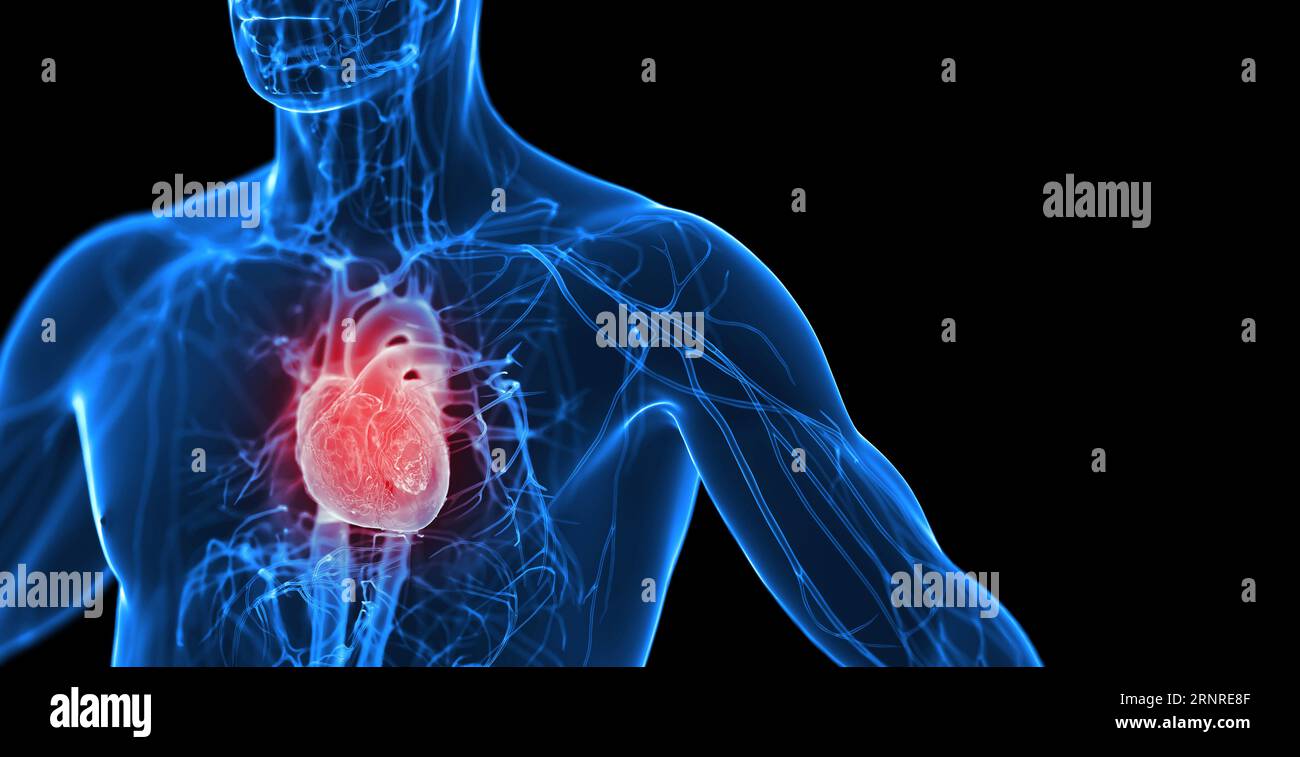 Maschio sistema cardiovascolare, illustrazione Foto Stock