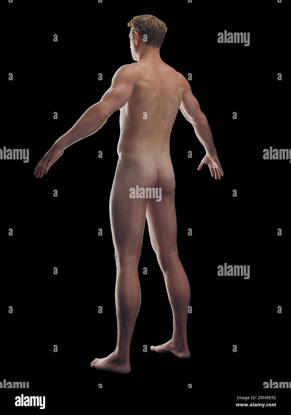 Sistema integumentary maschile, illustrazione Foto Stock