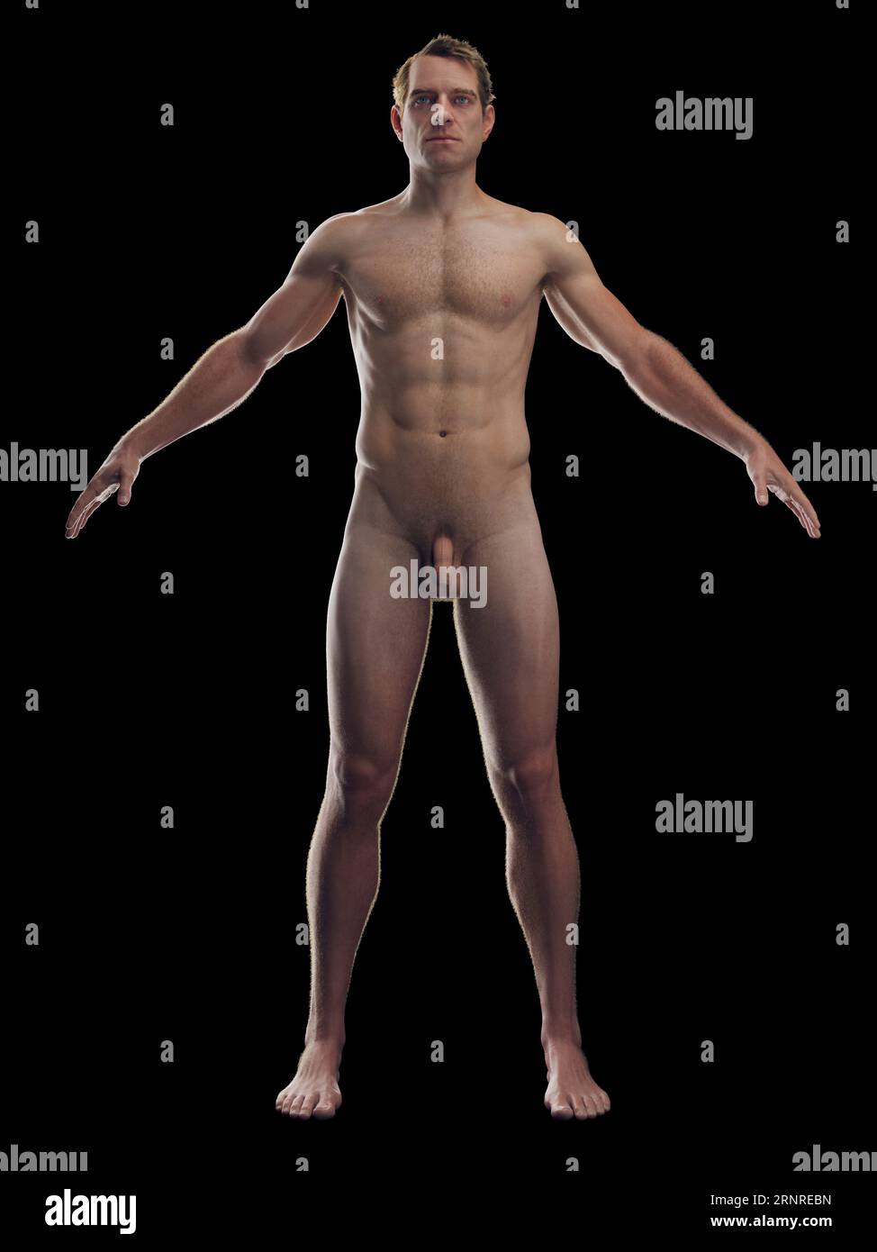 Integumentary maschile, illustrazione Foto Stock