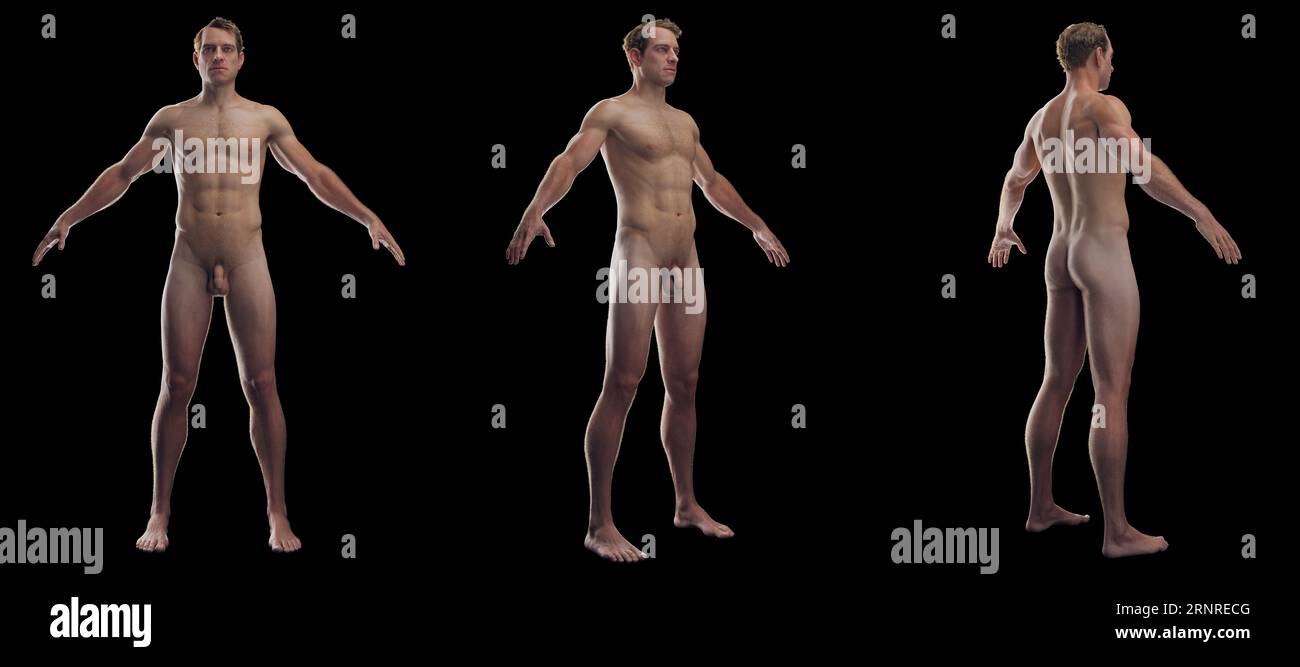 Sistema integumentary maschile, illustrazione Foto Stock