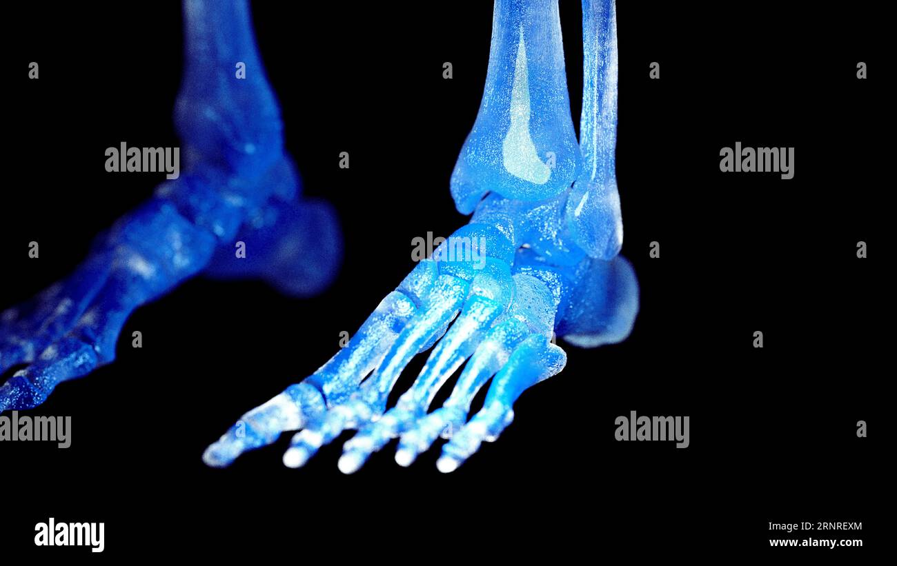 Piede scheletrico, illustrazione Foto Stock