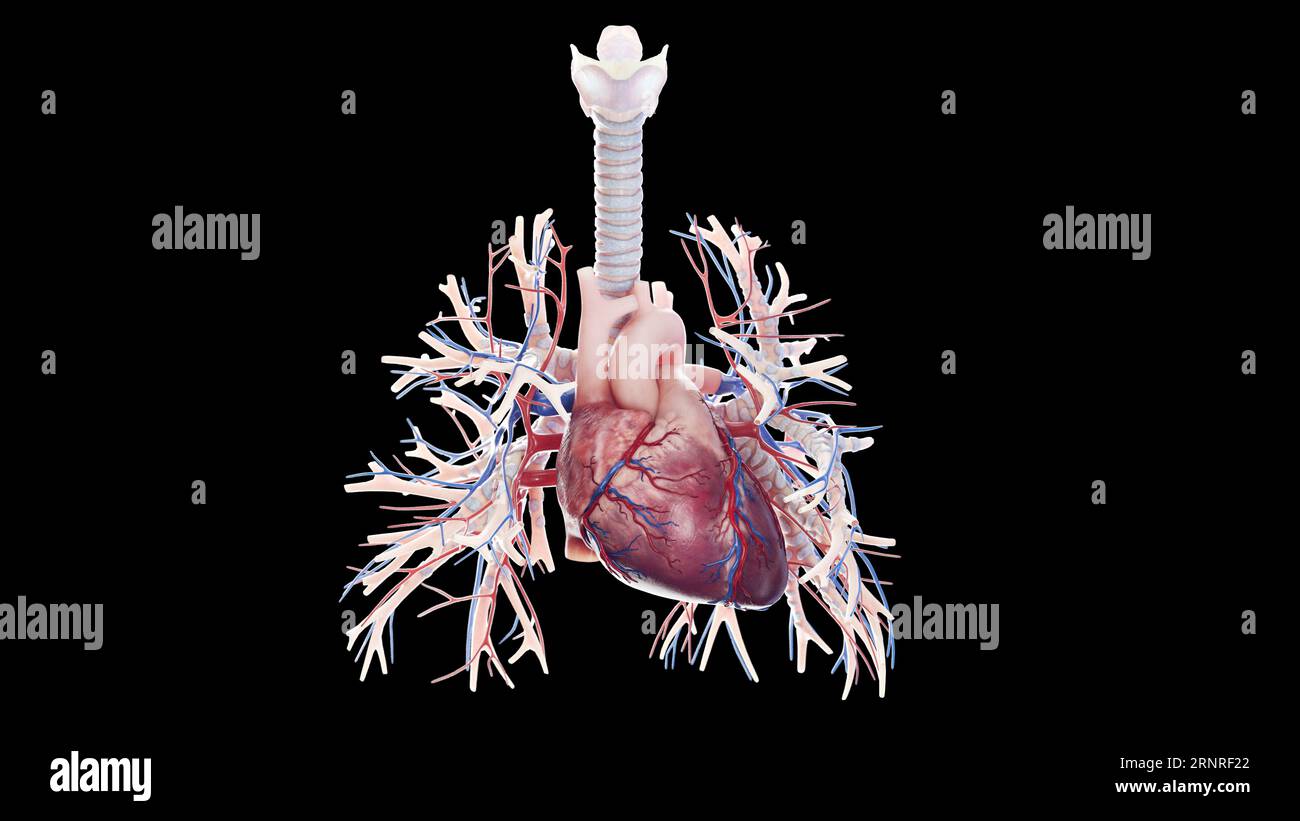 Sistema cardiopolmonare, illustrazione Foto Stock