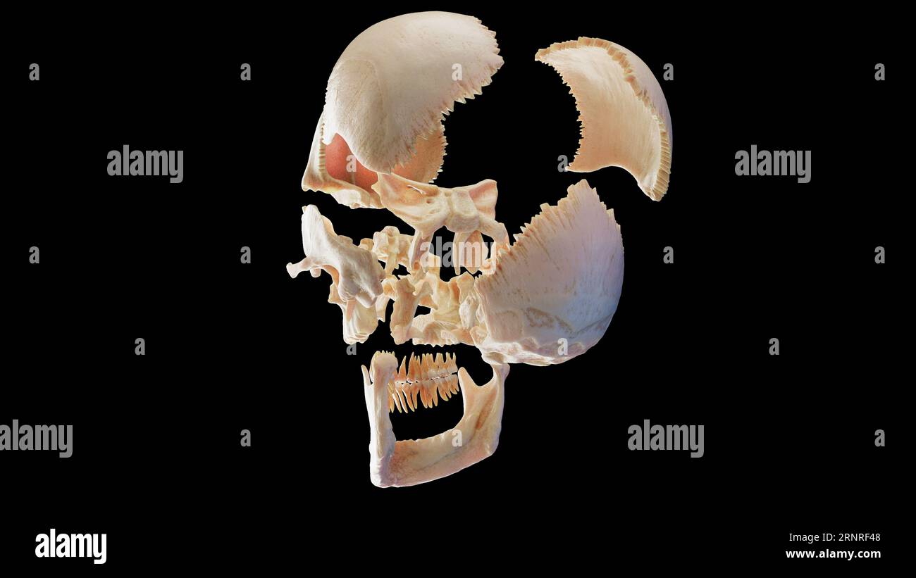 Cranio, illustrazione Foto Stock