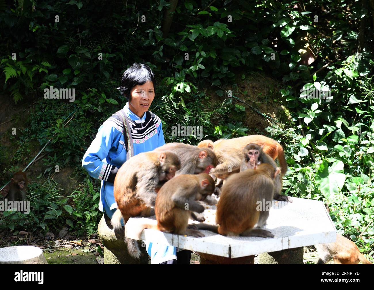 (170929) -- LONG AN, 29 settembre 2017 -- Pan Huifen guarda le scimmie giocare nella riserva naturale di Longhu Mountain nella contea di Long An, nella regione autonoma del Guangxi Zhuang, nella Cina meridionale, 27 settembre 2017. Pan Huifen, un locale di 61 anni fa, attualmente funziona come guida turistica nella riserva naturale del monte Longhu. Anche se la sua casa è lontana dal punto panoramico, visitava spesso questa zona dal 1983 quando suo marito lavorava nella stazione di protezione forestale. Da allora è stata agganciata alle scimmie nel monte Longhu ed è stata chiamata anche come madre scimmia dalle persone intorno a lei. Pan è diventato un dipendente Foto Stock