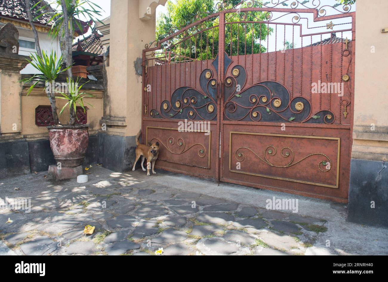 (171001) -- BALI, 1 ottobre 2017 -- Un cane è visto di fronte a una casa vuota nel distretto di Karang ASEM, dove il vulcano Agung, alto 3.031 metri, è al livello di allerta più alto con un'escursione continua di attività sismiche, a Bali, Indonesia, 1 ottobre 2017. Il numero di persone che fuggono dal vulcano balinese è salito a quasi 144.000 e l'autorità locale ha stabilito dispositivi di allarme rapido poiché l'eruzione è imminente, ha detto sabato un alto funzionario dell'agenzia nazionale per la gestione delle catastrofi. )(gj) INDONESIA-BALI-AGUNG VULCANO DuxYu PUBLICATIONxNOTxINxCHN Foto Stock