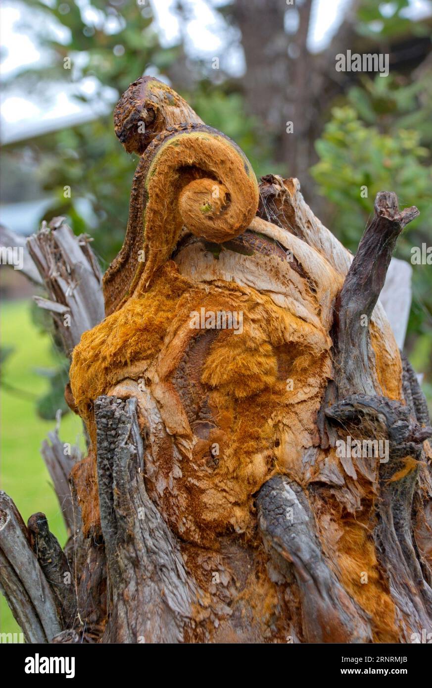 Strano tronco di alberi nella foresta - la strana foresta Foto Stock