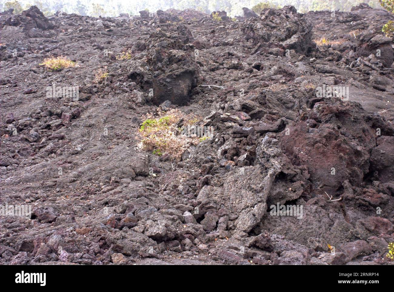 Primo piano di lava solidificata, Hawaii Volcanoes National Park, Hawaii Islands, USA Foto Stock