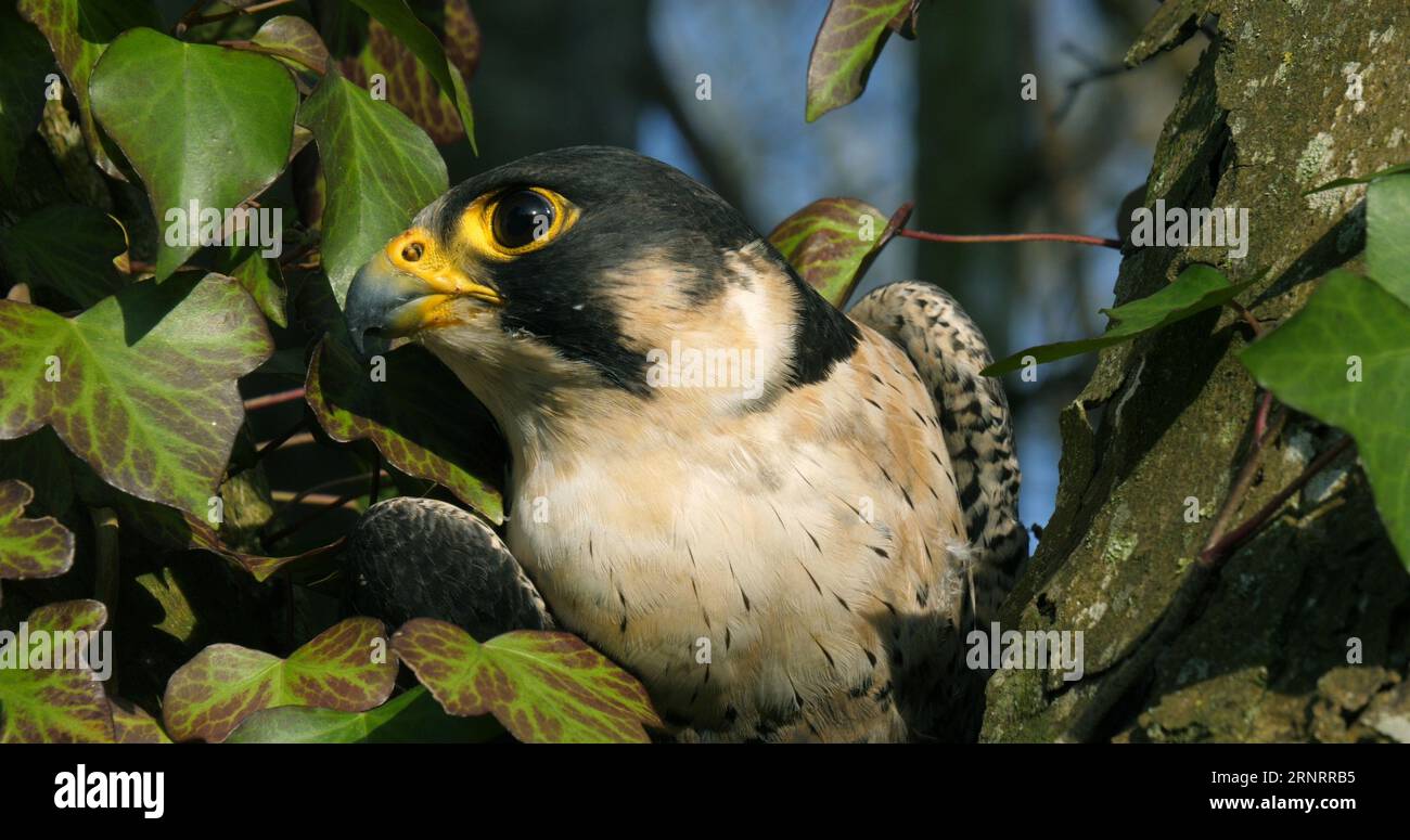 Peregrine Falcon, falco peregrinus, adulti che si guardano intorno, Normandia Foto Stock