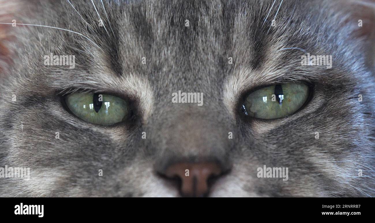 Brown Tabby Domestic Cat, primo piano degli occhi Foto Stock