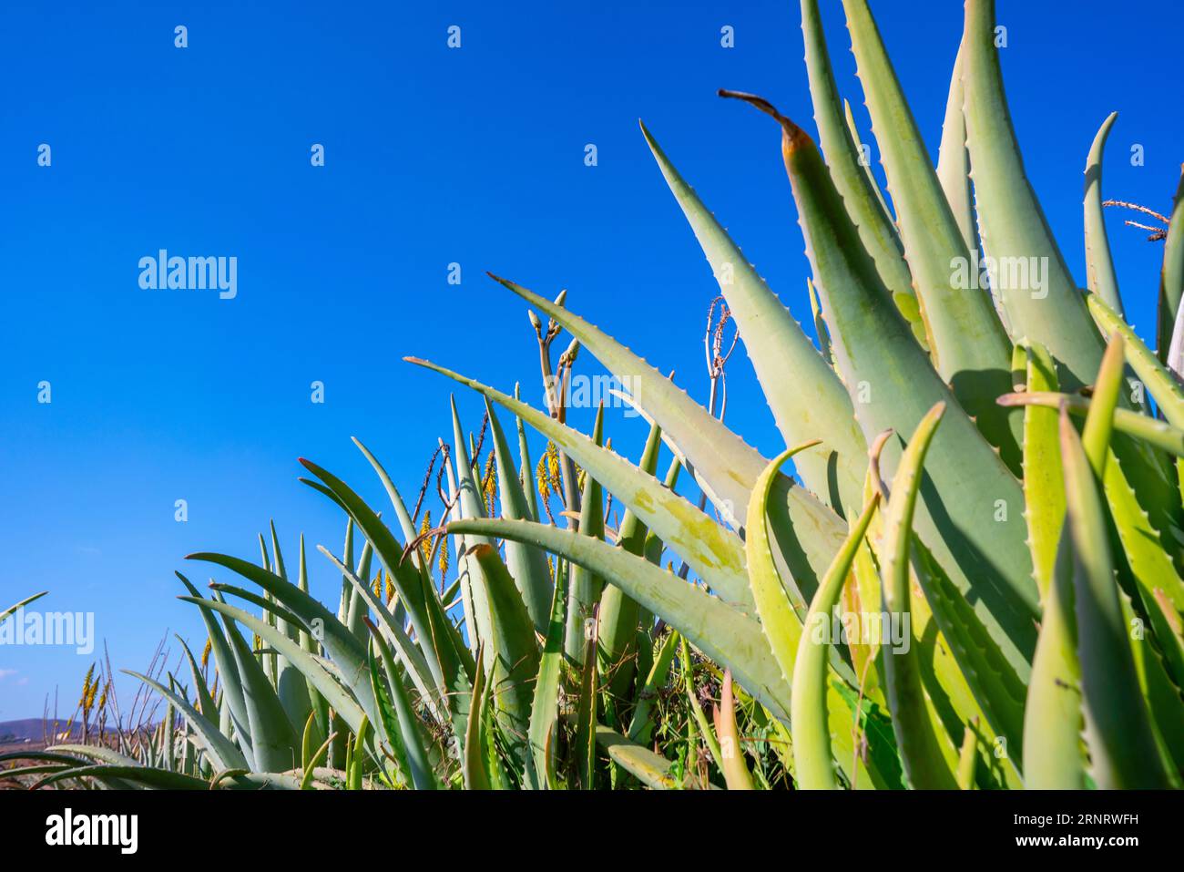 Un primo piano di una pianta di Aloe vera. La pianta ha foglie spesse e carnose che sono disposte in una rosetta. Le foglie sono verdi con macchie bianche, e loro h Foto Stock