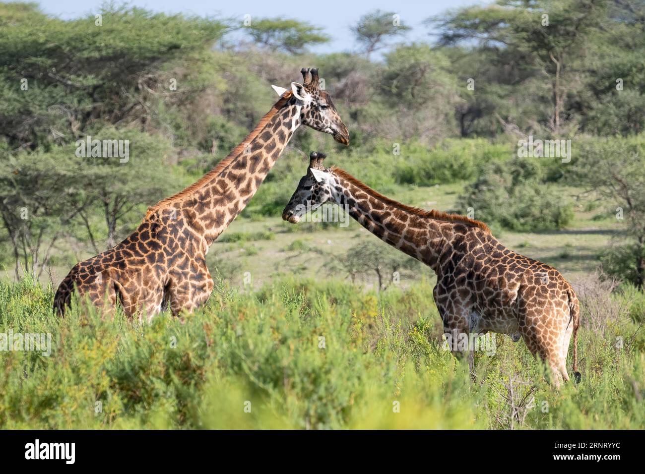 Giraffa Masai (Giraffa tippelskirchi), 2 animali nei cespugli, Ndutu Conservation area, Tanzania Foto Stock