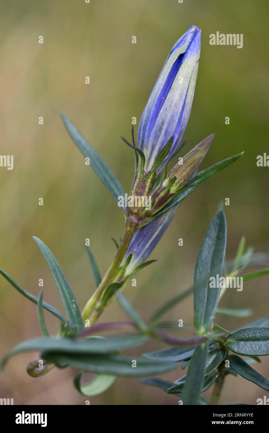 Marsh gentian (Gentiana pneumonanthe), Emsland, Bassa Sassonia, Germania Foto Stock