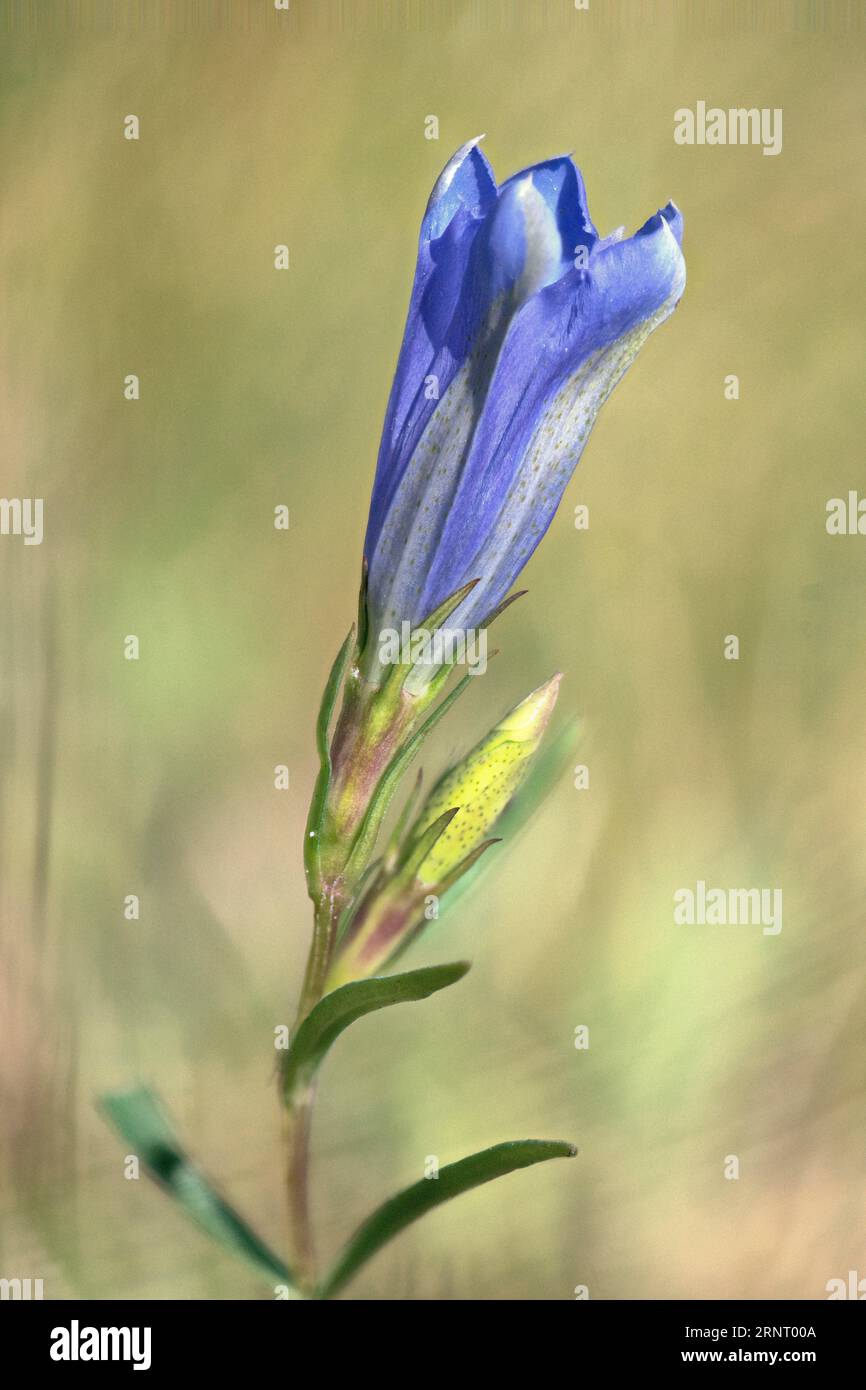 Marsh gentian (Gentiana pneumonanthe), Emsland, Bassa Sassonia, Germania Foto Stock