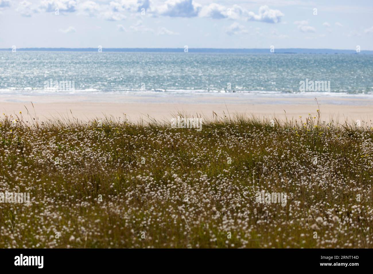 D'estate, idilliaca duna ricoperta di erba di coda di lepre o erba di coda di lepre (Lagurus ovatus) e varie altre erbe di fronte a un mare azzurro Foto Stock