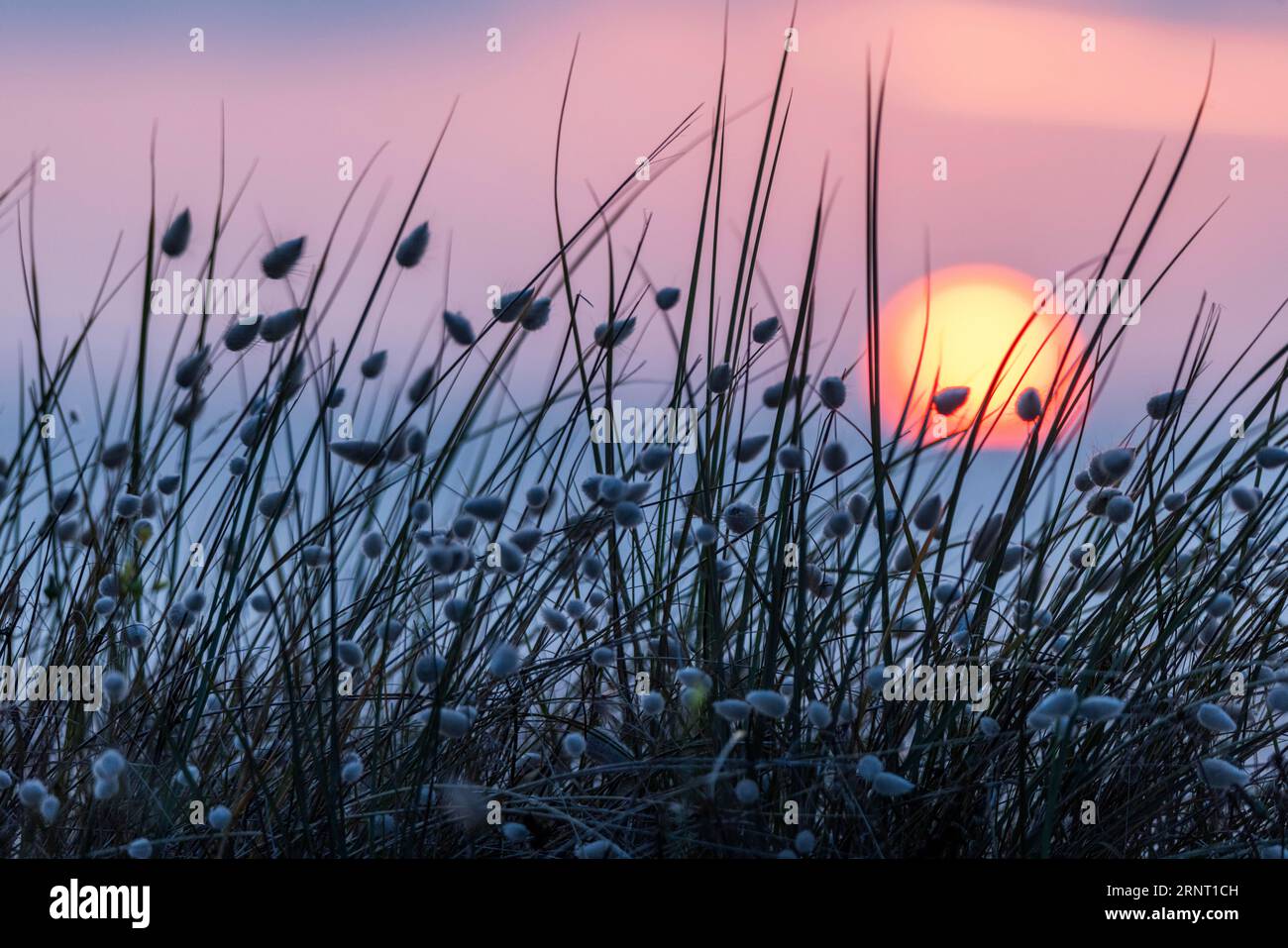 Tramonto sul mare, sole che affonda dietro le dune ricoperte di erba di coda di lepre chiamata anche erba di coda di lepre (Lagurus ovatus), nella Manica Foto Stock