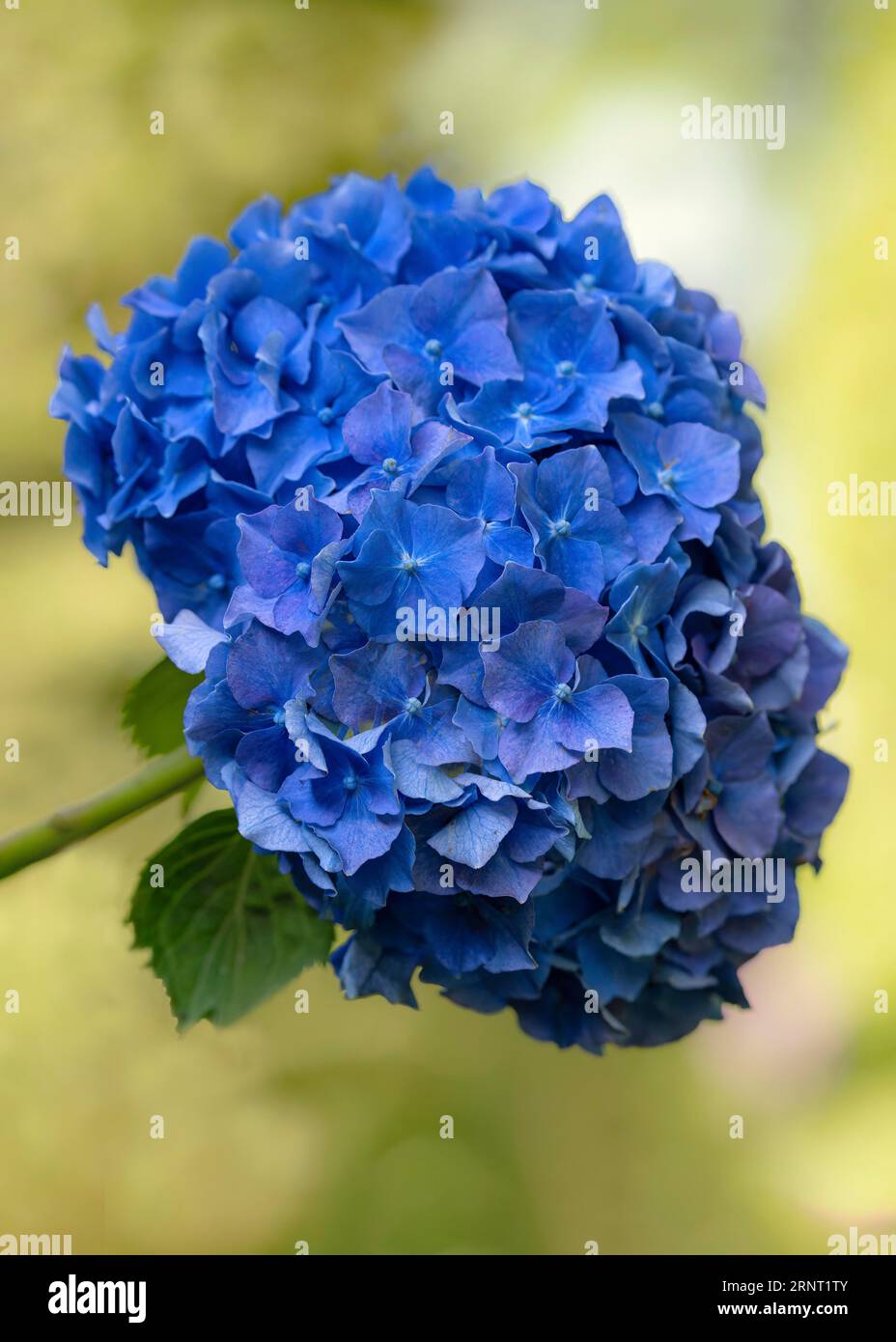 Hortensia (Hydrangea), singolo fiore blu, primo piano, sfondo verde giallastro sfocato, zona della Ruhr, Germania Foto Stock