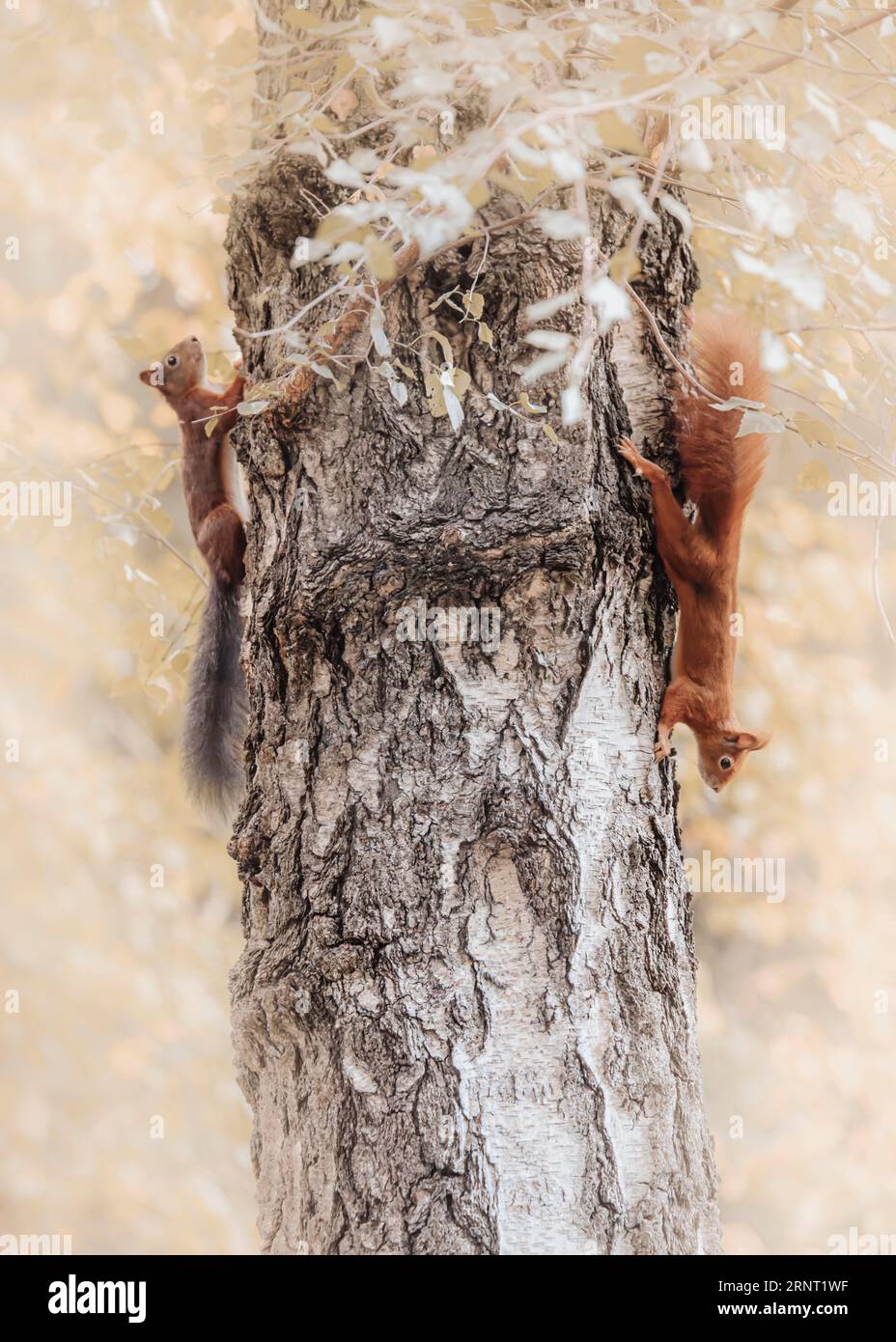 Scoiattolo (Sciurus), che gioca su un tronco di alberi spesso, uno che corre verso l'alto, l'altro verso il basso, corteccia, foglie sfocate, Dortmund, Germania Foto Stock