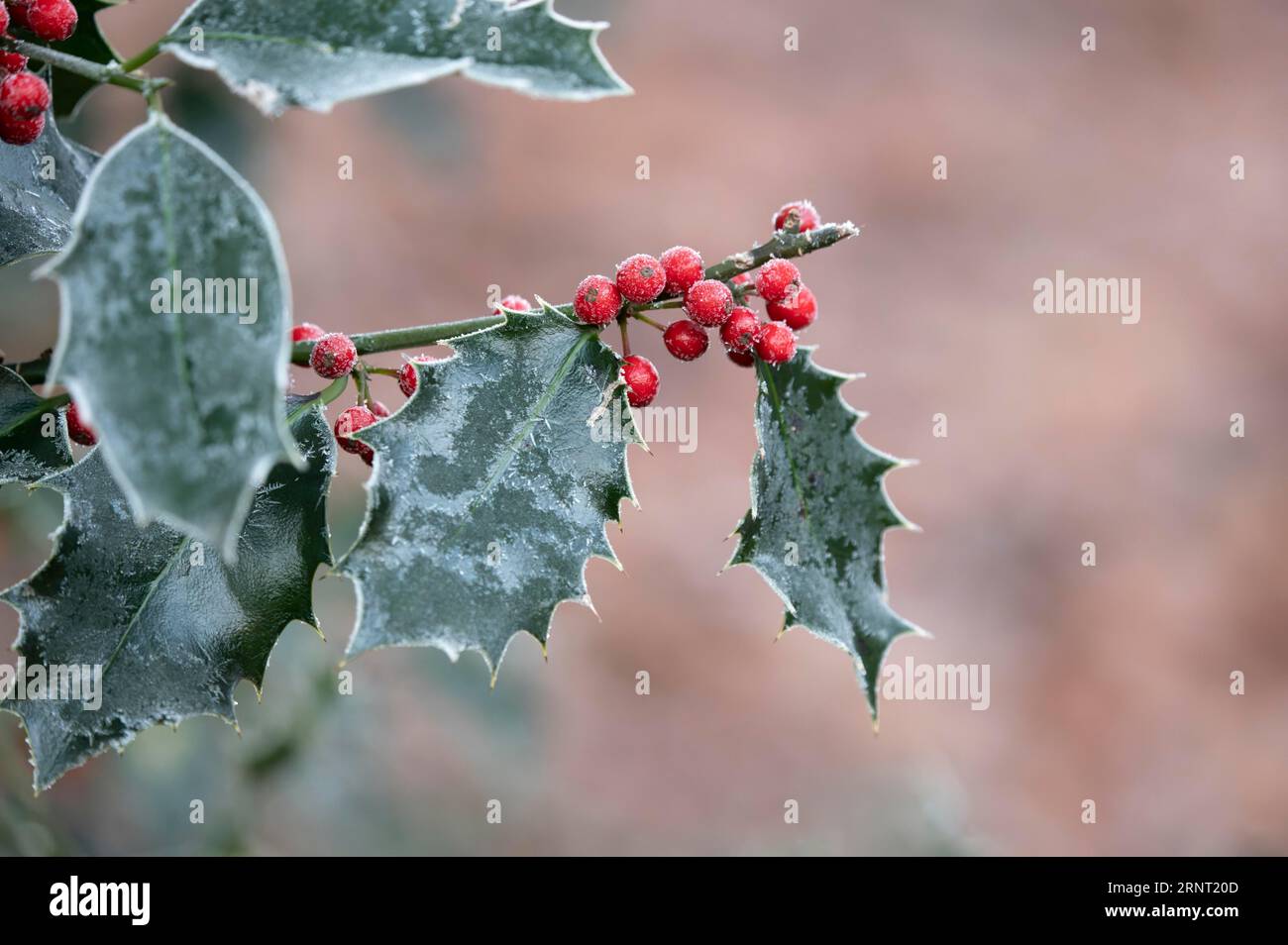 Holly (Ilex) in inverno, foglie verdi e frutti rossi ricoperti di gelo, sfondo sfocato rosa-marrone, zona della Ruhr, Germania Foto Stock