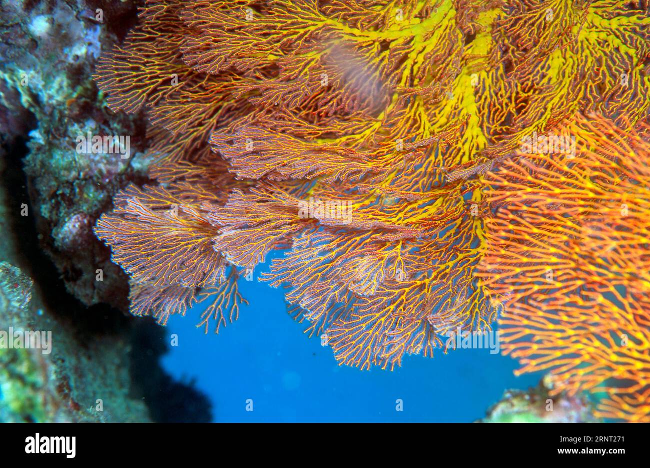 Octocoral del genere melithaea. Foto dal sud della Thailandia. Foto Stock