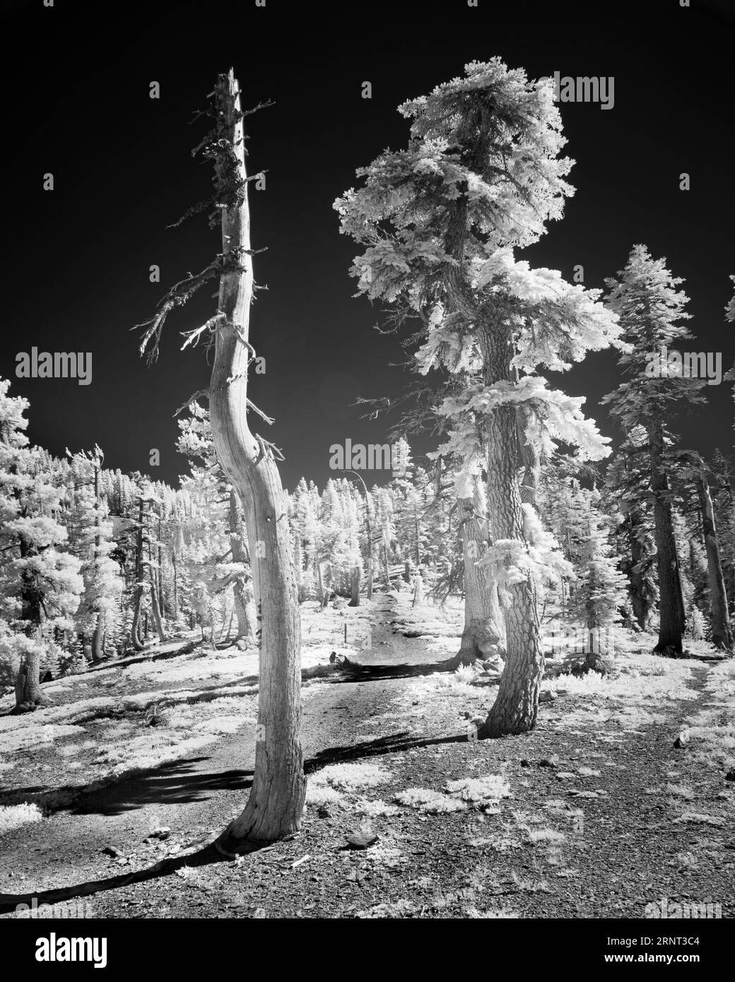 Serpente morto e foresta lungo il sentiero per il Sierra Buttes Lookout nella Sierra County California. Questo punto è molto vicino all'incrocio dove l'iconica Paci Foto Stock