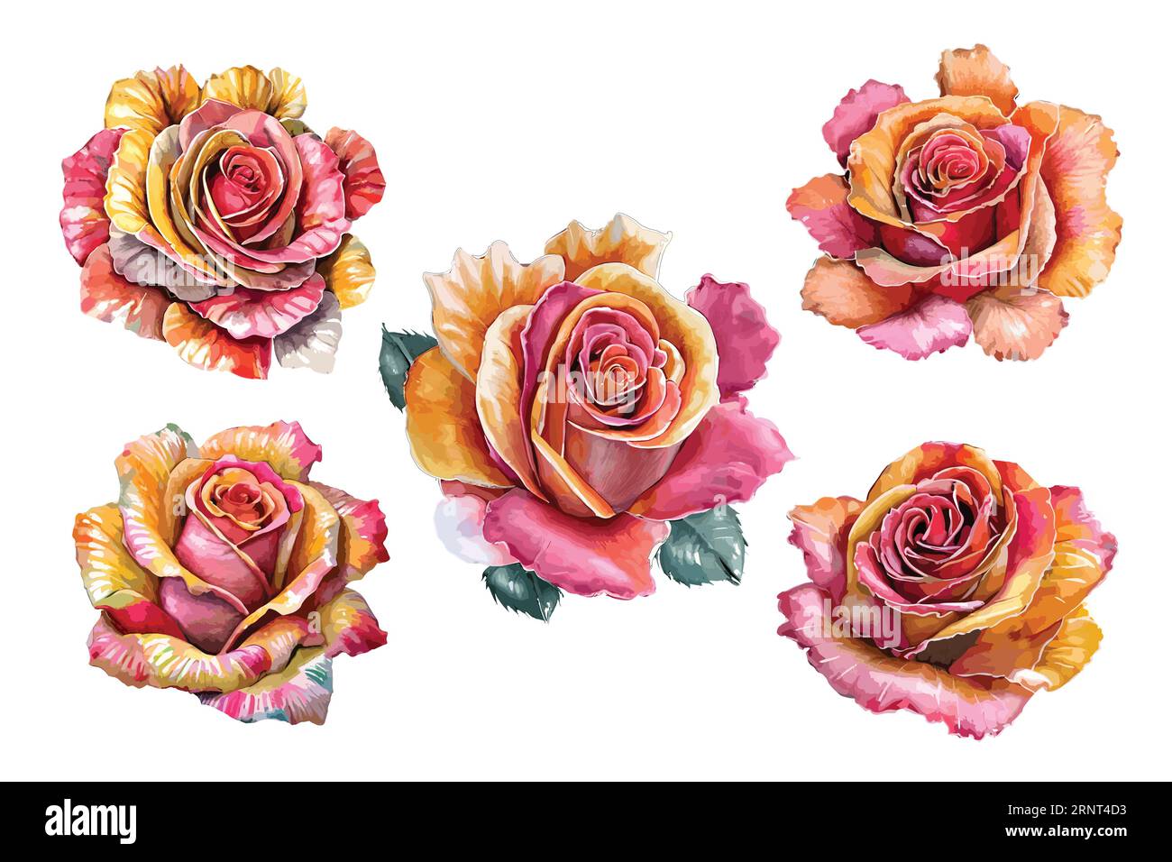 Set di rose rosa disegnate a mano. Illustrazione botanica isolata su sfondo bianco. Illustrazione Vettoriale