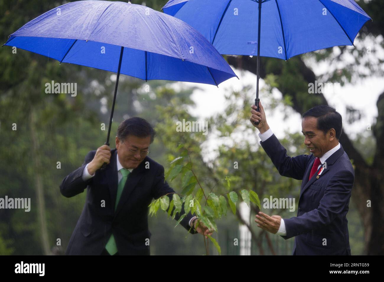 (171109) -- BOGOR (INDONESIA), 9 novembre 2017 -- il presidente indonesiano Joko Widodo (R) e il presidente sudcoreano Moon Jae-in partecipano a una cerimonia di piantagione di alberi a Bogor, Indonesia, il 9 novembre 2017. ) (Whw) INDONESIA-BOGOR-COREA DEL SUD-PRESIDENTE-VISITA Zulkarnain PUBLICATIONxNOTxINxCHN Foto Stock