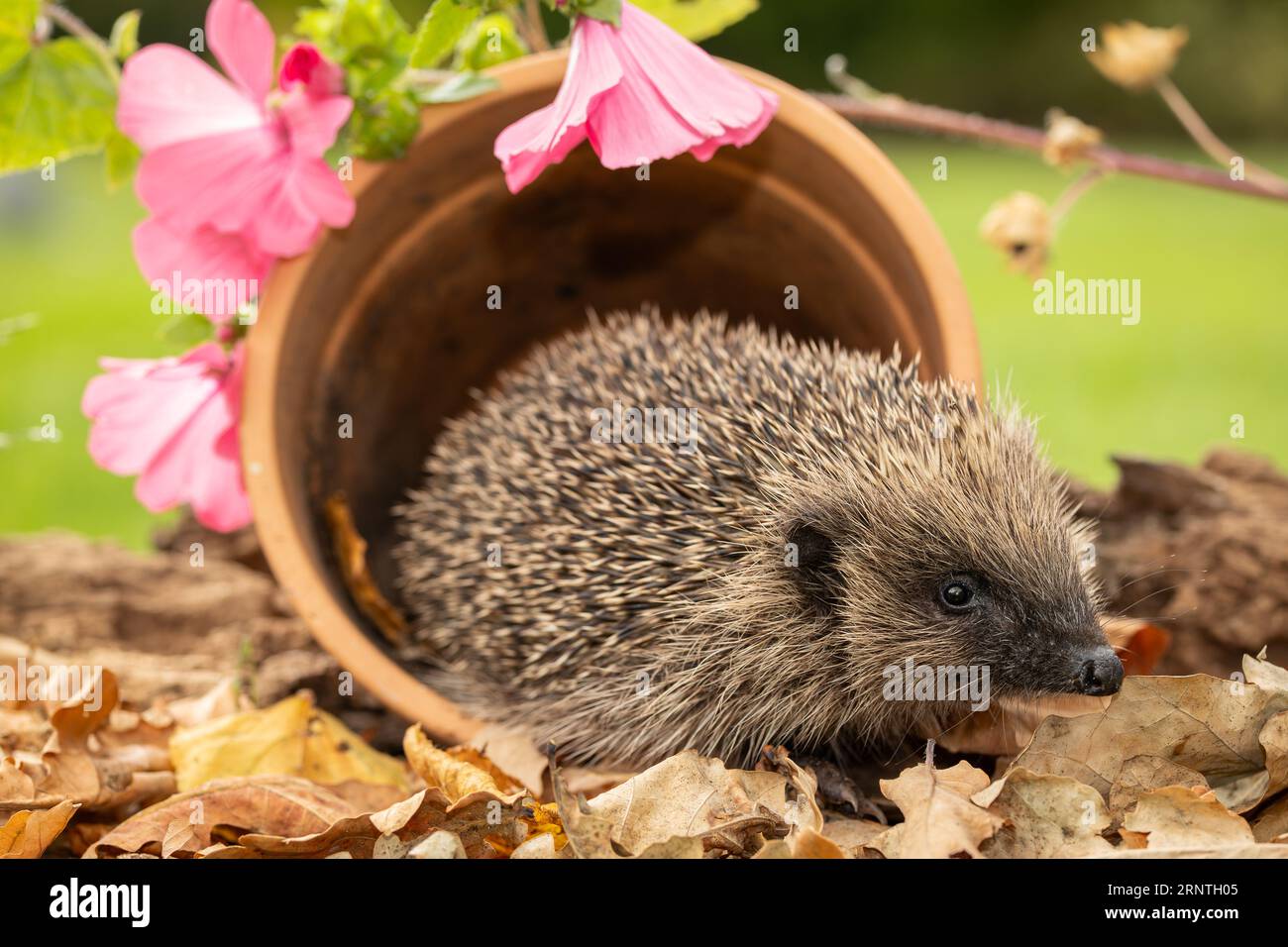 Ricci selvaggi e nativi che si nutrono in un giardino accogliente. Portato all'interno di un nascondiglio faunistico per monitorare la salute e la popolazione di questo mammifero in declino Foto Stock