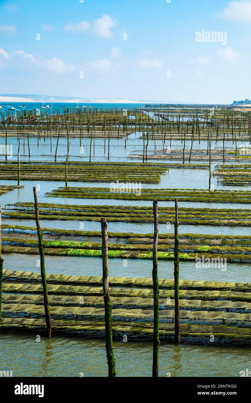 Letti di ostriche con bassa marea nel bacino di Arcachon, Cap Ferret, Francia Foto Stock