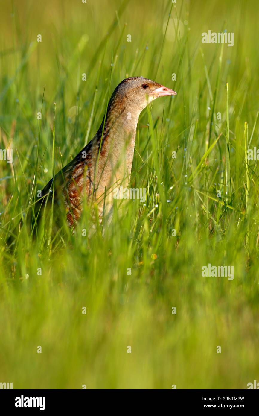 Granoturco (Crex crex) Middle Elbe Biosphere Reserve, Dessau-Rosslau, Sassonia-Anhalt, Germania Foto Stock