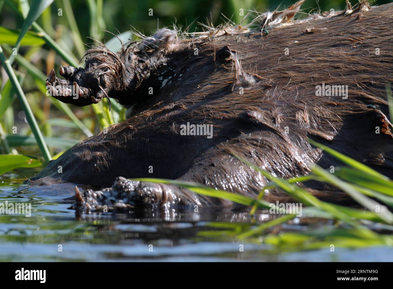 Beaver (fibra di Castore), Dead Find, Dead Animal, parco naturale Peene Valley River Landscape, Meclemburgo-Pomerania occidentale, Germania Foto Stock