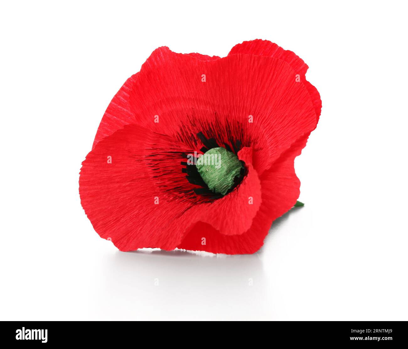 Fiore di papavero rosso isolato su sfondo bianco. Giornata della memoria in Canada Foto Stock