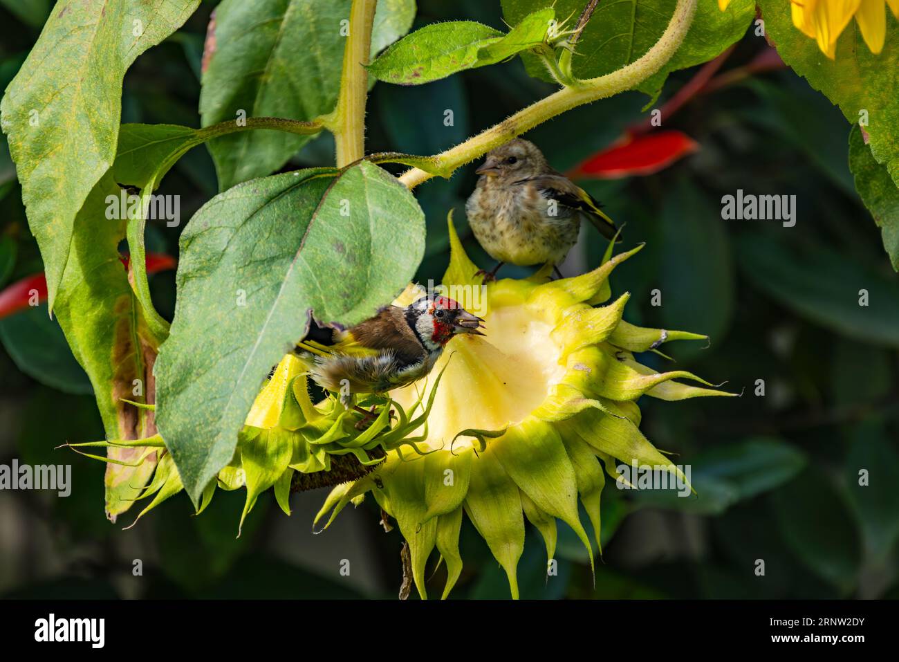 Primo piano di goldfinch sul girasole che mangia semi in autunno Foto Stock