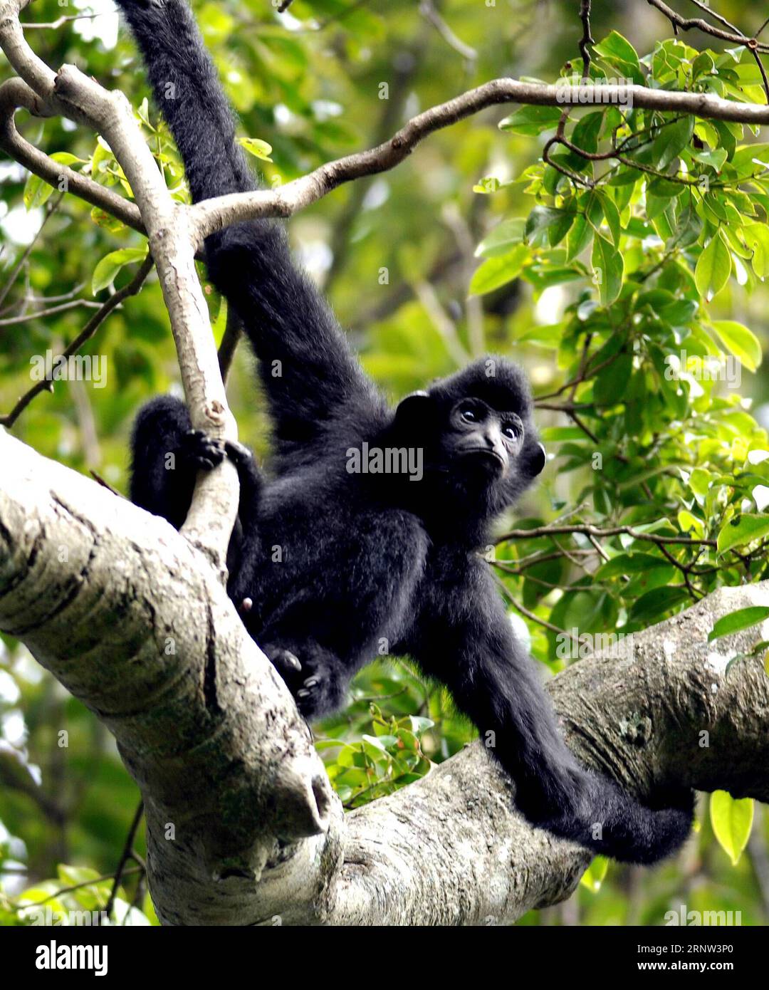 (171202) -- HAIKOU, 2 dicembre 2017 -- foto scattata il 13 gennaio 2007 mostra un maschio di Hainan gibbon su un albero nella riserva naturale nazionale di Bawangling a Changjiang, nella provincia di Hainan nella Cina meridionale. Il gibbon di Hainan, o Nomascus Hainanus, è il primate più raro del mondo, e probabilmente la specie di mammiferi più rara. Una volta erano circa 2.000 negli anni '1950, subirono un forte declino alla fine del XX secolo in gran parte a causa della perdita dell'habitat e della caccia. Tipicamente vive in alberi della foresta pluviale alti oltre 10 metri, il gibbone con cresta nera di Hainan (Nomascus hainanus), con braccia e gambe lunghe ma senza coda, raramente mette piede Foto Stock