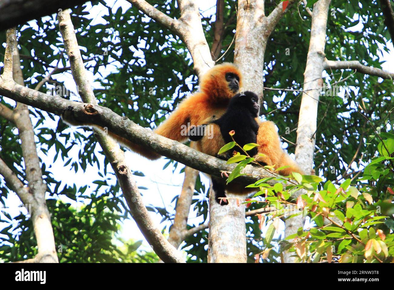 (171202) -- HAIKOU, 2 dicembre 2017 -- foto scattata il 28 ottobre 2017 mostra una femmina di Hainan gibbon e il suo bambino seduti su un albero nella riserva naturale nazionale di Bawangling a Changjiang, nella provincia di Hainan nella Cina meridionale. Il gibbon di Hainan, o Nomascus Hainanus, è il primate più raro del mondo, e probabilmente la specie di mammiferi più rara. Una volta erano circa 2.000 negli anni '1950, subirono un forte declino alla fine del XX secolo in gran parte a causa della perdita dell'habitat e della caccia. Tipicamente vive in alberi della foresta pluviale alti oltre 10 metri, il gibbone con cresta nera di Hainan (Nomascus hainanus), con braccia e gambe lunghe ma no Foto Stock