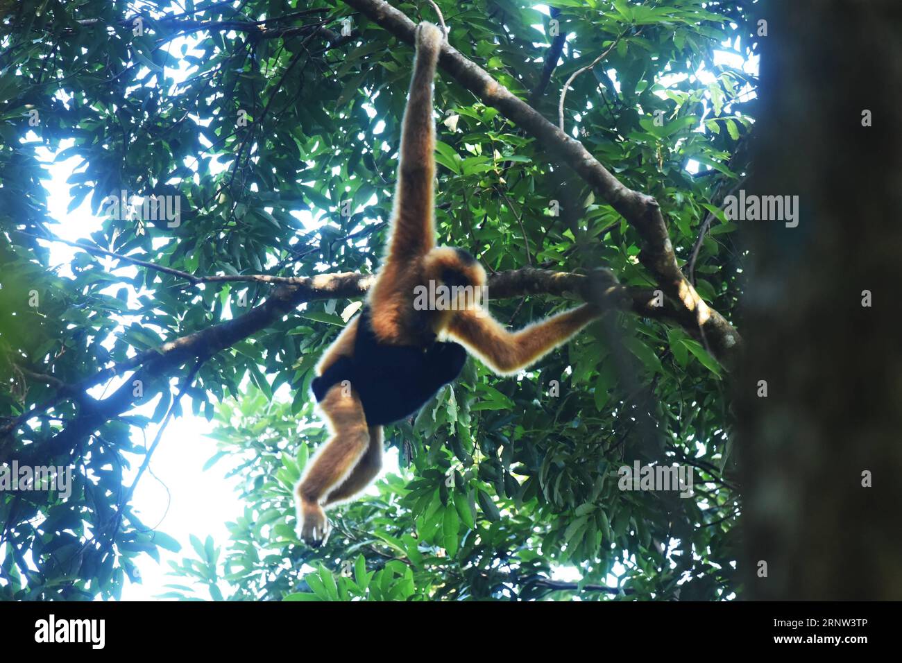 (171202) -- HAIKOU, 2 dicembre 2017 -- foto scattata il 27 ottobre 2017 mostra una femmina di Hainan gibbon che porta il suo bambino su un albero nella riserva naturale nazionale di Bawangling a Changjiang, nella provincia di Hainan nella Cina meridionale. Il gibbon di Hainan, o Nomascus Hainanus, è il primate più raro del mondo, e probabilmente la specie di mammiferi più rara. Una volta erano circa 2.000 negli anni '1950, subirono un forte declino alla fine del XX secolo in gran parte a causa della perdita dell'habitat e della caccia. Tipicamente vive in alberi della foresta pluviale alti oltre 10 metri, il gibbone con cresta nera di Hainan (Nomascus hainanus), con braccia e gambe lunghe ma senza ta Foto Stock