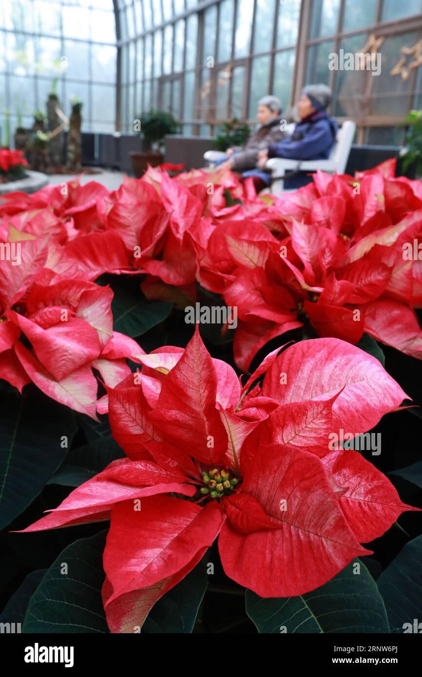 (171206) -- FRANCOFORTE, 6 dicembre 2017 -- People visit the Christmas Exhibition at the Palm Garden a Francoforte, Germania, 5 dicembre 2016. ) (Zjy) GERMANIA-FRANCOFORTE-CHRISTMAS EXPO LuoxHuanhuan PUBLICATIONxNOTxINxCHN Foto Stock