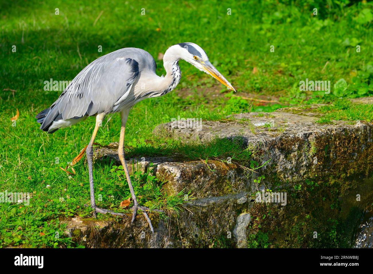 Heron sulla riva del torrente nel bellissimo parco Foto Stock