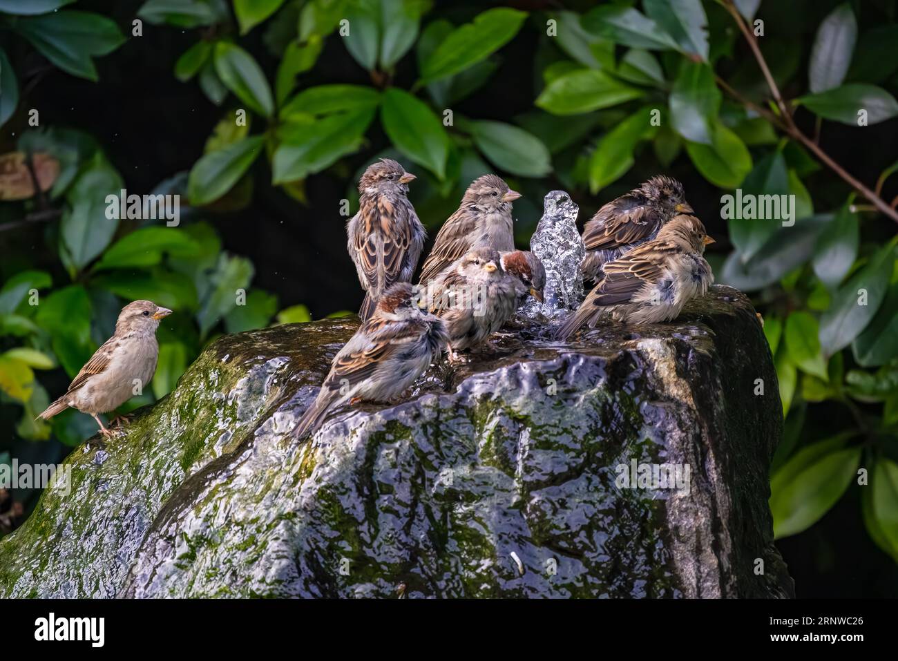 Gruppo di passeri che fanno il bagno e si prendono cura del piumaggio in acqua in giardino, Germania Foto Stock