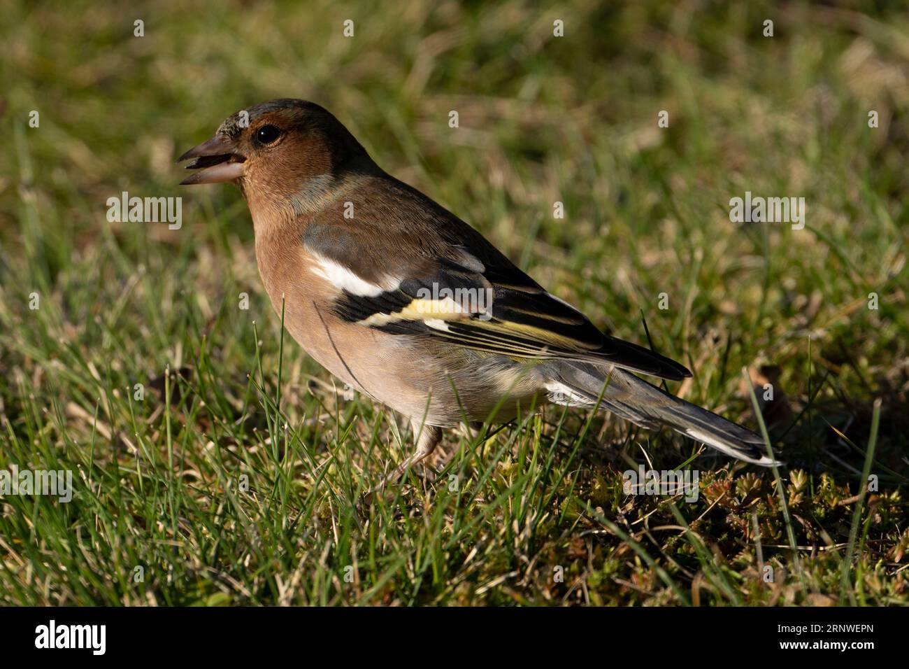 Fringilla coelebs famiglia Fringillidae genere Fringilla comune chaffinch mangiare semi di fiocco in erba, foto di uccelli selvatici, fotografia, wallpa Foto Stock