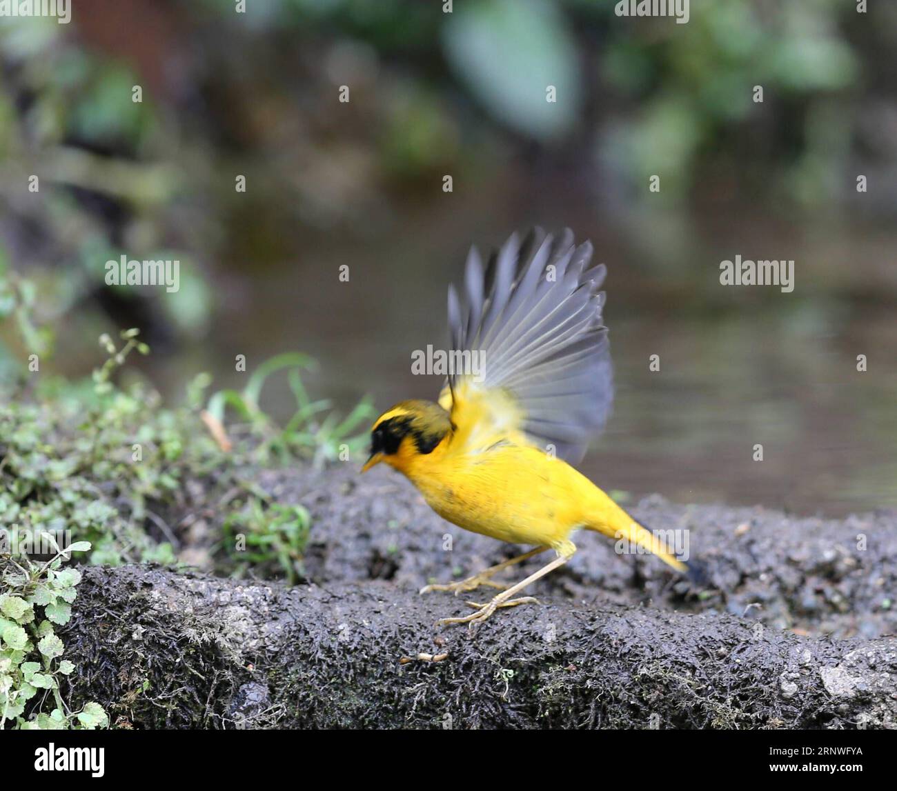 (161219) -- BAOSHAN, 19 dicembre 2017 -- Un uccello è visto nella riserva naturale nazionale del monte Gaoligong nella città di Baoshan, nella provincia dello Yunnan della Cina sud-occidentale, 9 dicembre 2017. Gli uccelli di 525 specie conosciute sulla montagna Gaoligong attirano ogni anno molti osservatori di uccelli e turisti. (Ry) CHINA-YUNNAN-GAOLIGONG MOUNTAIN-BIRDS (CN) LixTingjin PUBLICATIONxNOTxINxCHN Foto Stock