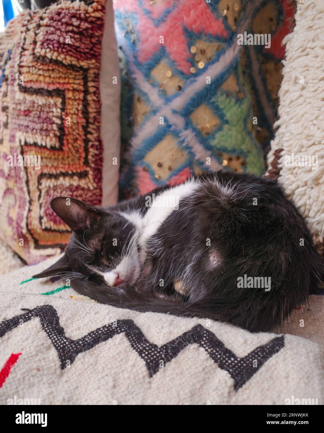Marrakech, Marocco - 21 febbraio 2022: Un gatto dorme sui tappeti berberi nel mercato del suk di Marrakech Foto Stock