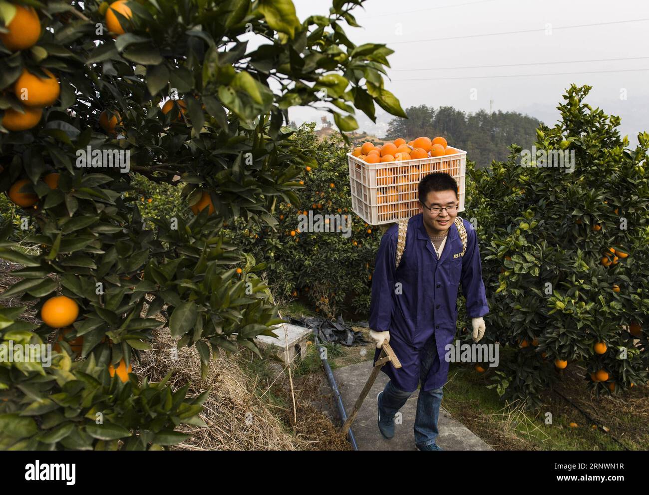 (171226) -- YICHANG, 26 dicembre 2017 -- Un giovane che vende arancia ombelicale online trasporta arance ombelicali nella contea di Zigui, provincia di Hubei, Cina centrale, 25 dicembre 2017. La contea di Zigui ha sviluppato oltre 3.000 imprese di e-commerce che aiutano il volume di vendite annue di arance navel a raggiungere i 80.000 toni. ) (lx) CHINA-HUBEI-NAVEL ORANGE(CN) ZhengxJiayu PUBLICATIONxNOTxINxCHN Foto Stock