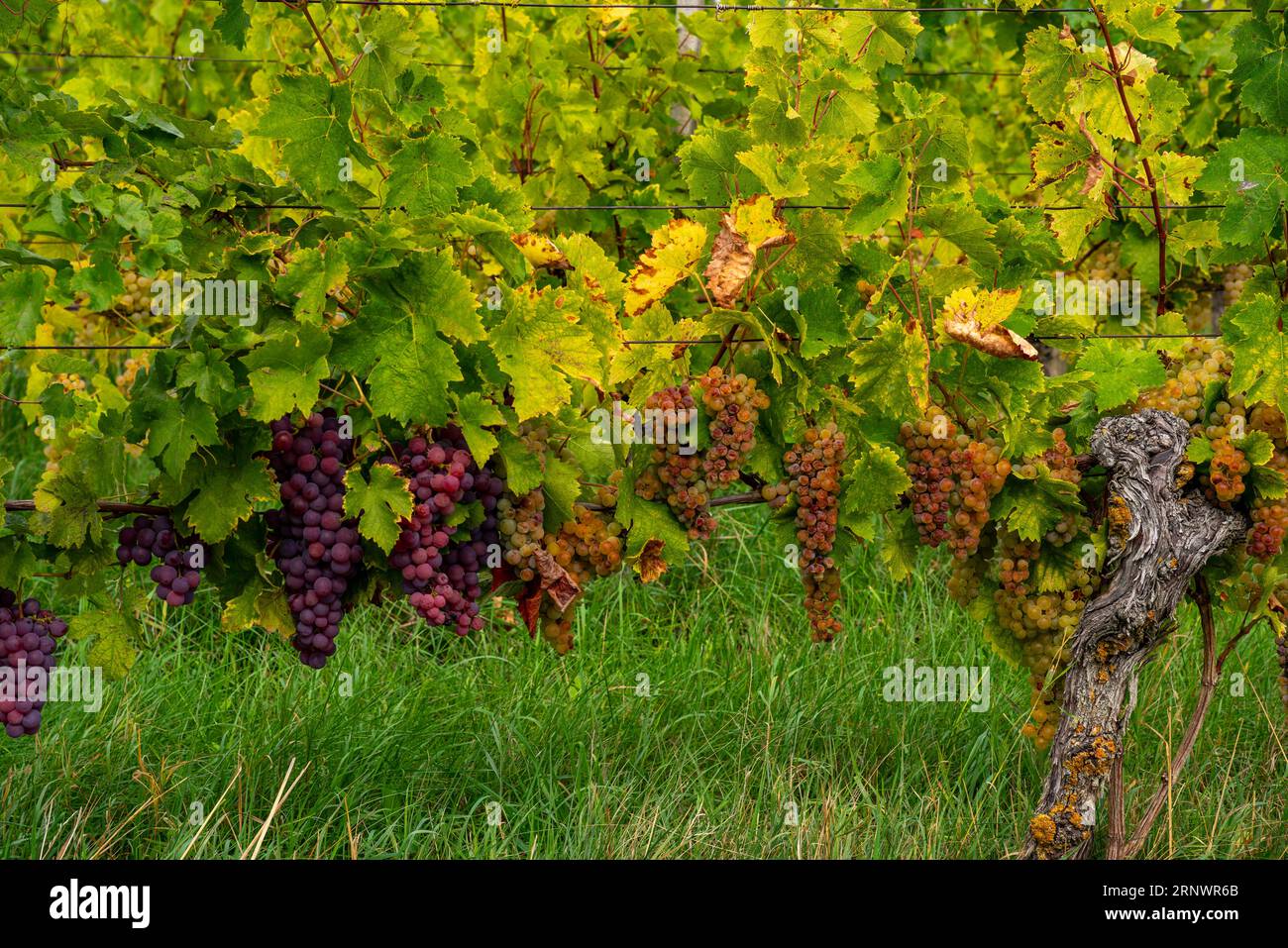 Uva rossa e bianca sulla vite in vigna Foto Stock
