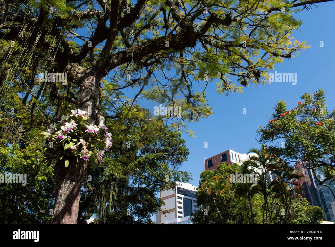 Rio de Janeiro, Brasile, Sud America: Orchidee che crescono sul tronco di un albero nel centro della città Foto Stock