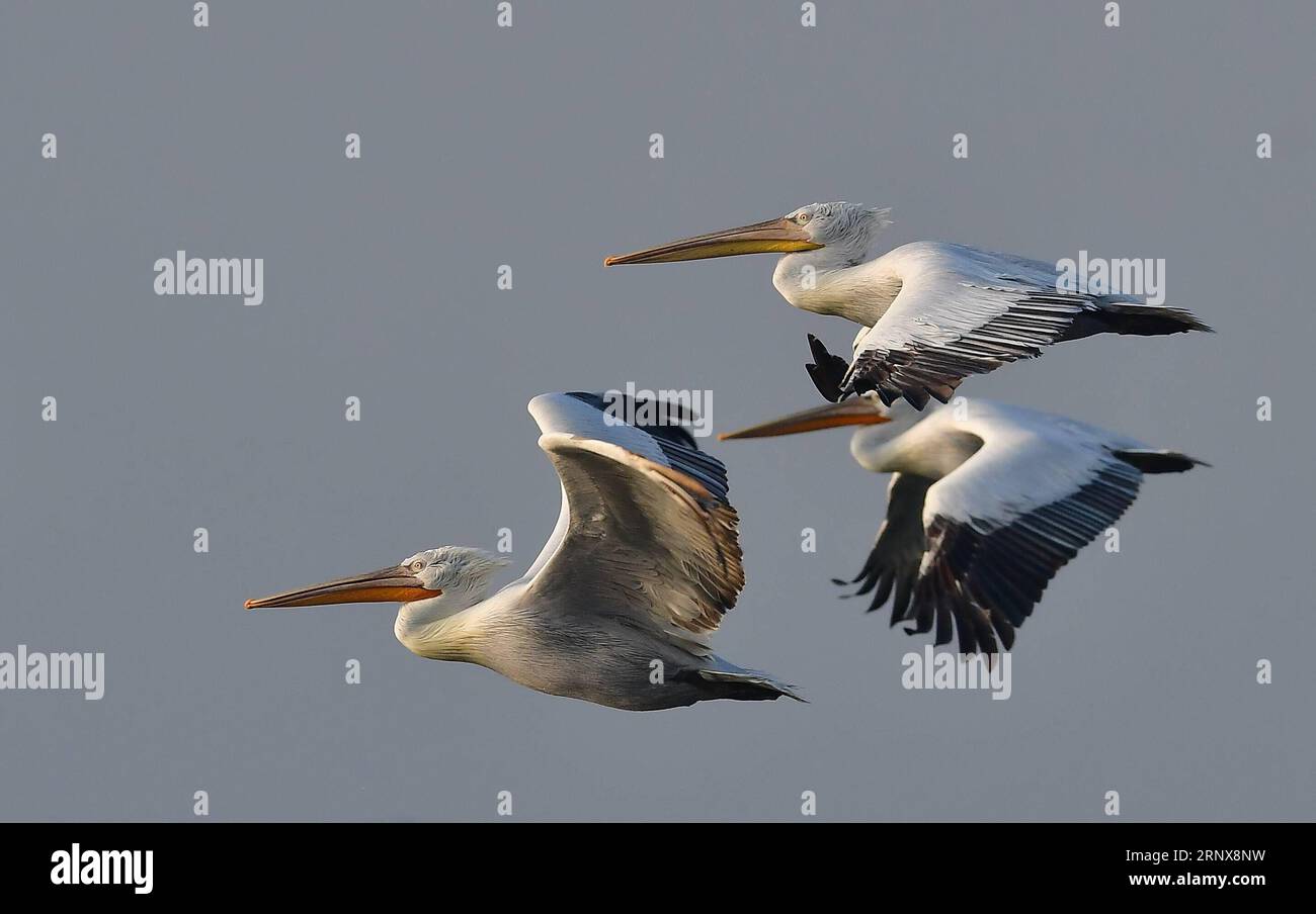 (180118) -- FUZHOU, 18 gennaio 2018 -- i pellicani dalmati migranti sono visti nella baia di Luoyuan, nella provincia del Fujian della Cina sudorientale, 17 gennaio 2018. I pellicani dalmati sono una specie di animale sotto la protezione di secondo livello in Cina e uccelli in via di estinzione nel mondo). (wf) CHINA-FUJIAN-PELICANS-WINTER (CN) MeixYongcun PUBLICATIONxNOTxINxCHN Foto Stock