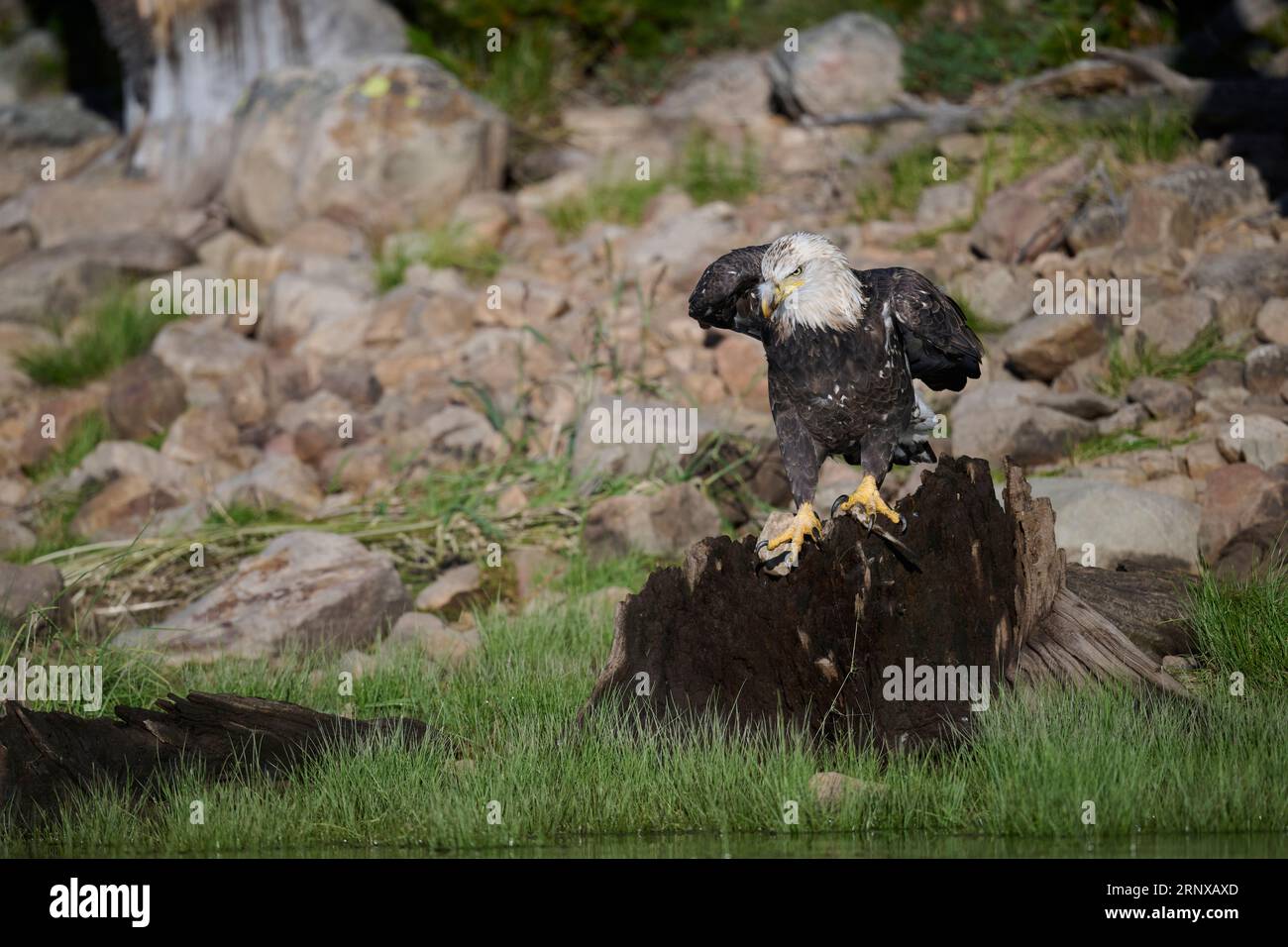 Aquila calva arroccata su un ceppo, Utah Foto Stock Aquila calva arroccata su un ceppo, Utah Foto Stock