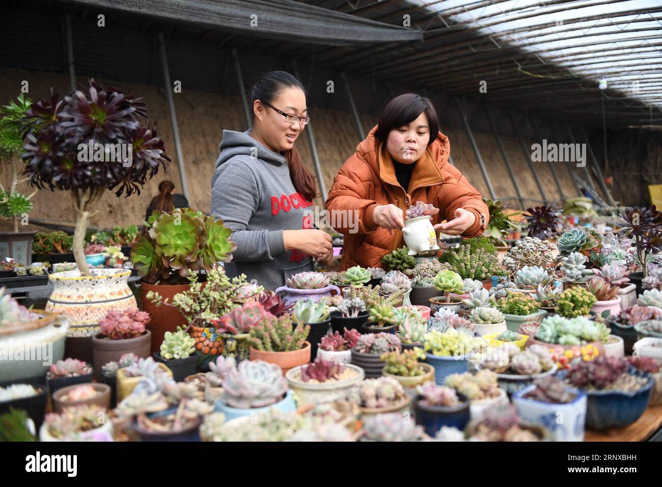 (180121) -- RENQIU, 21 gennaio 2018 -- Xu Mengjiao (L) aiuta un cliente a selezionare piante succulente in una serra nella città di Renqiu, nella provincia di Hebei nella Cina settentrionale, 21 gennaio 2018. Tian Zhendong e Xu Mengjiao, una coppia di Renqiu City, si dimisero dal loro lavoro e avviarono un'attività di piante succulente all'inizio del 2017. Dopo un anno di sviluppo, il loro giardino ha introdotto più di 300 tipi di piante grasse e coltivato 200.000 piante, e produce benefici attraverso la vendita on-line e off-line . ) (Zwx) CHINA-HEBEI-COUPLE-SUCCULENT PLANTS (CN) MuxYu PUBLICATIONxNOTxINxCHN Foto Stock