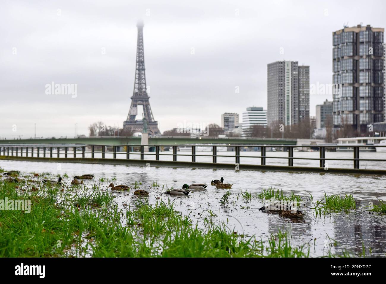 Überschwemmungen in Frankreich (180123) -- PARIGI, 23 gennaio 2018 -- le anatre sono viste su un prato allagato vicino alla Senna a Parigi, in Francia, il 23 gennaio 2018. L'agenzia meteorologica francese Meteo France martedì ha messo 23 dipartimenti in allerta arancione sul rischio di inondazioni. ) FRANCE-PARIS-FLOODS RISK-ORANGE ALERT CHENXYICHEN PUBLICATIONXNOTXINXCHN Foto Stock