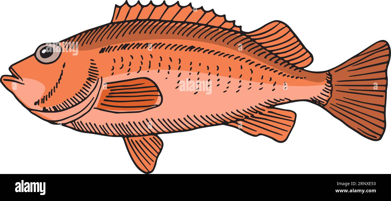Icona rossa del perch. Pesci oceanici disegnati a mano Illustrazione Vettoriale